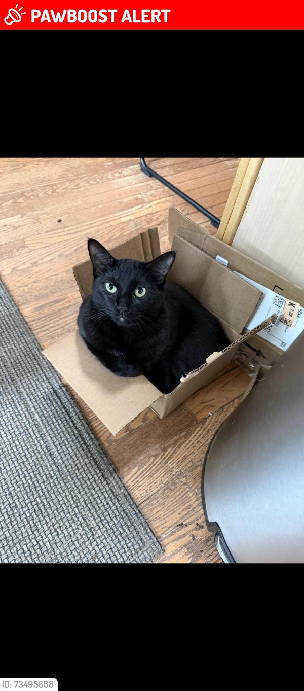 Lost Female Cat last seen Sylvester Ave & Midland Rd., Waterford Township, MI 48329