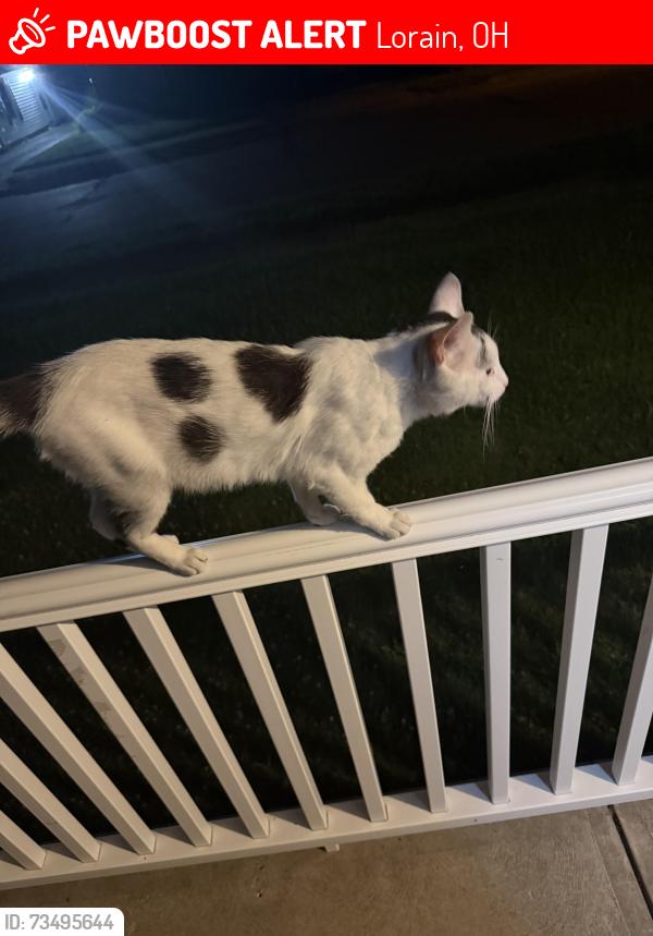 Lost Male Cat last seen Madison Lorain ohio, Lorain, OH 44053
