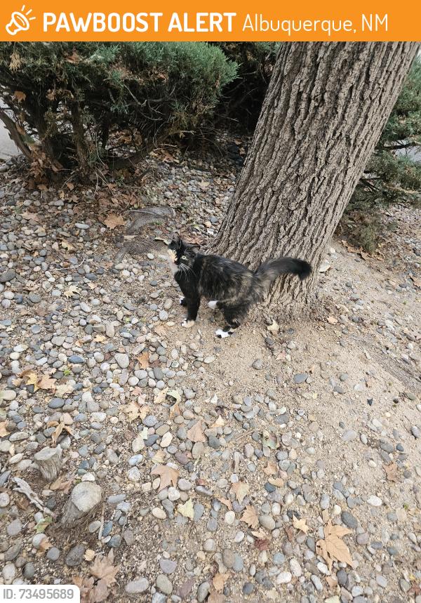 Found/Stray Unknown Cat last seen Eagle point apmts, Albuquerque, NM 87111