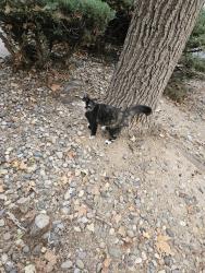 Found/Stray Unknown Cat last seen Eagle point apmts, Albuquerque, NM 87111