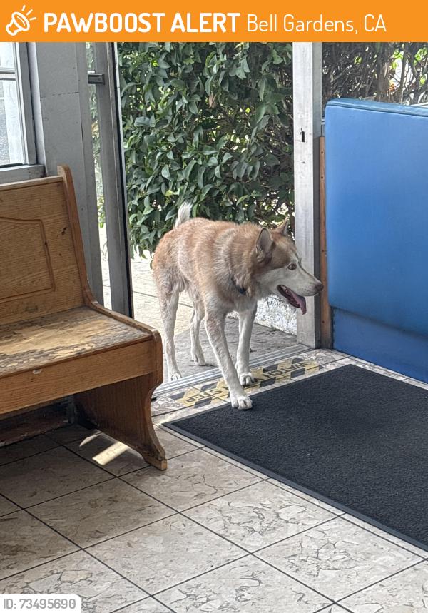Found/Stray Male Dog last seen On Darwell and gage Ave in, Bell Gardens, CA 90201