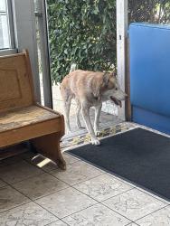 Found/Stray Male Dog last seen On Darwell and gage Ave in, Bell Gardens, CA 90201
