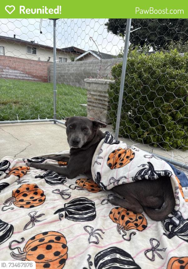 Reunited Female Dog last seen Mission Dr & Walnut Grove Ave, Rosemead, CA 91770, USA, Rosemead, CA 91770
