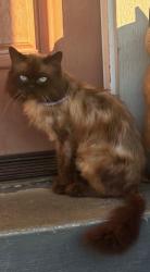 Lost Male Cat last seen Park, Kent, WA 98042
