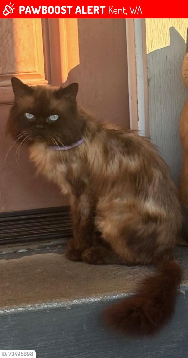 Lost Male Cat last seen Park, Kent, WA 98042
