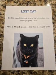 Lost Male Cat last seen Trax Farms, Peters Township, PA 15367