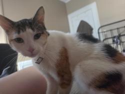 Reunited Female Cat last seen Intersection on W Main St. Where you'd turn to go to Hermitagd, Greenville, PA 16125
