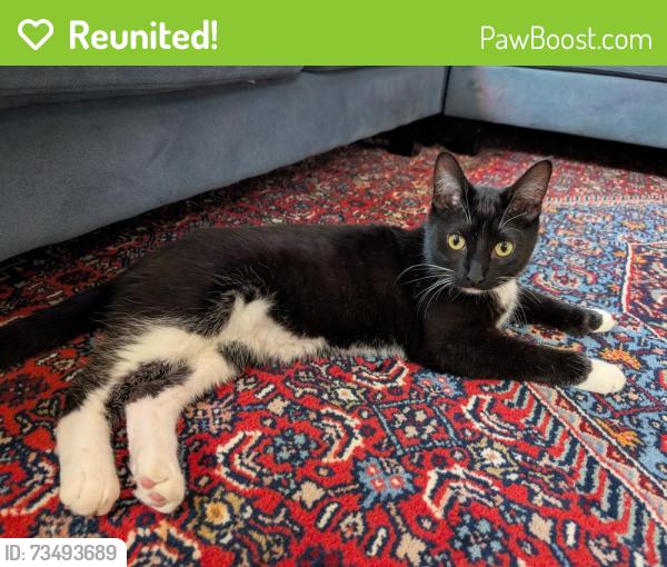 Reunited Male Cat last seen Davern and Watson, Saint Paul, MN 55116