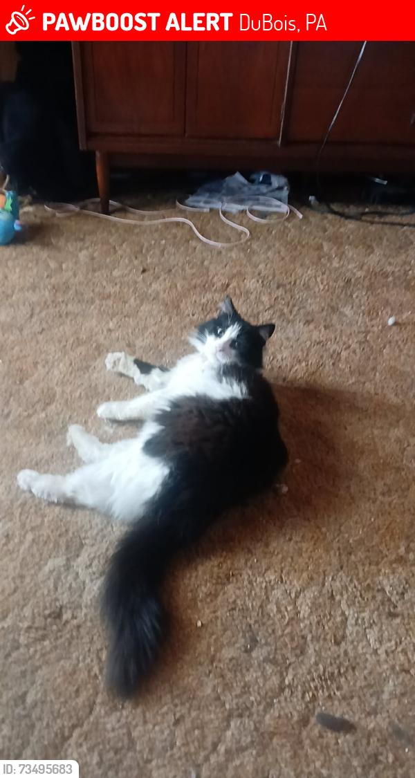 Lost Male Cat last seen Near the DuBois hosp, DuBois, PA 15801