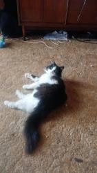 Lost Male Cat last seen Near the DuBois hosp, DuBois, PA 15801