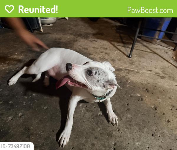 Reunited Female Dog last seen 34th street and 17th street, Minneapolis, MN 55407