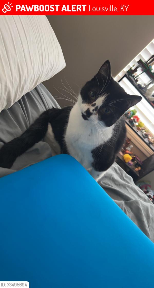 Lost Female Cat last seen Near west ave Louisville Ky 40272, Louisville, KY 40272