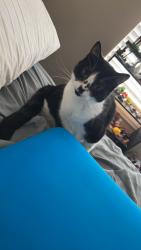 Lost Female Cat last seen Near west ave Louisville Ky 40272, Louisville, KY 40272