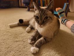 Reunited Male Cat last seen Shelter Cove culdesac, Winston-Salem, NC 27106