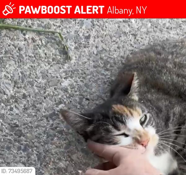 Lost Female Cat last seen New Scotland Ave and Fairview, Albany, NY 12208