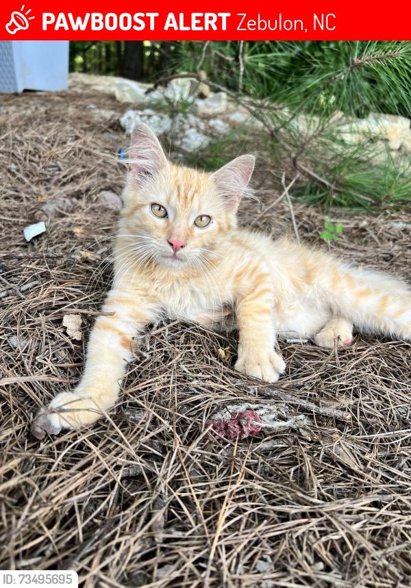 Lost Male Cat last seen Highway 231, Zebulon, NC 27597