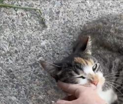 Lost Female Cat last seen New Scotland Ave and Fairview, Albany, NY 12208