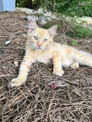 Lost Male Cat last seen Highway 231, Zebulon, NC 27597