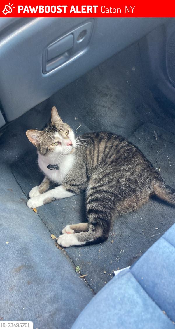 Lost Male Cat last seen Thurber rd, Caton, NY 14830