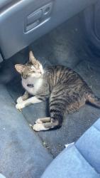 Lost Male Cat last seen Thurber rd, Caton, NY 14830