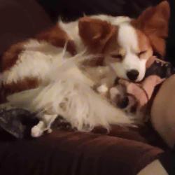 Found/Stray Female Dog last seen County road 19, Shortsville, NY 14548