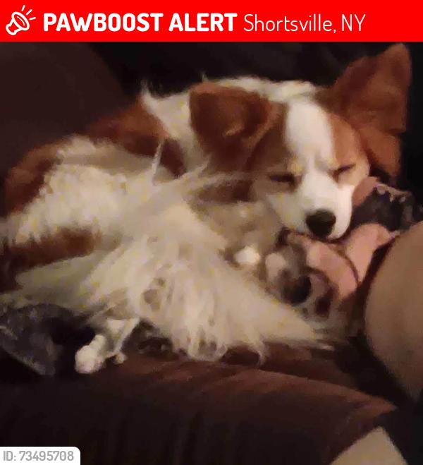 Found/Stray Female Dog last seen County road 19, Shortsville, NY 14548