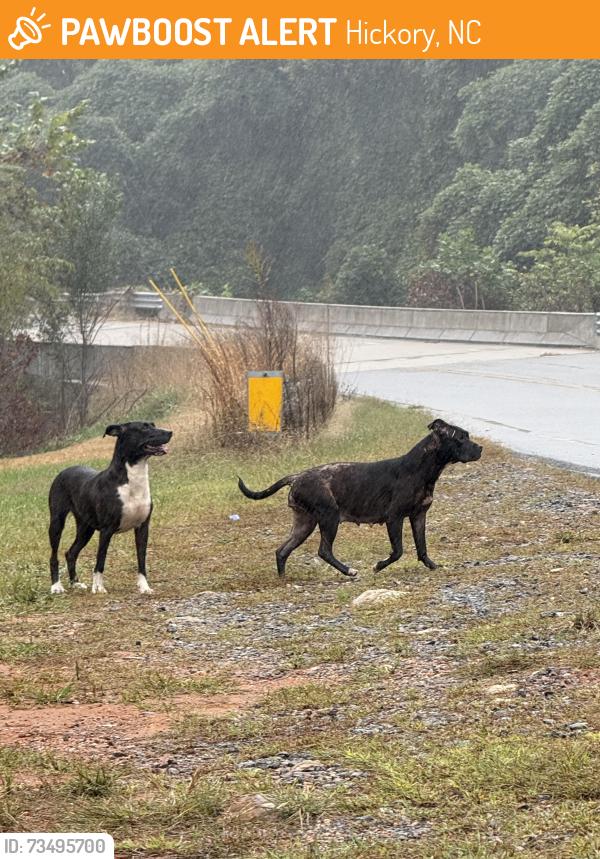 Found/Stray Female Dog last seen Between MDI & new farm road, Hickory, NC 28601