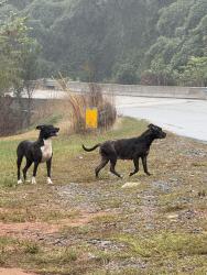 Found/Stray Female Dog last seen Between MDI & new farm road, Hickory, NC 28601