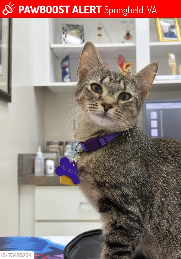 Lost Female Cat last seen Inverchapel Rd, Springfield, VA 22151