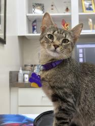 Lost Female Cat last seen Inverchapel Rd, Springfield, VA 22151