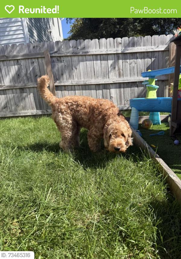 Reunited Male Dog last seen Larksdale Drive, Hemhill Drive, Galloway, OH 43119