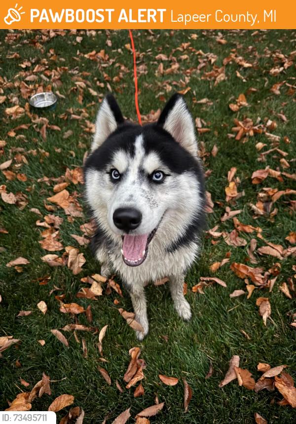 Found/Stray Unknown Dog last seen Brocker & Baldwin Rd., Lapeer County, MI 48455