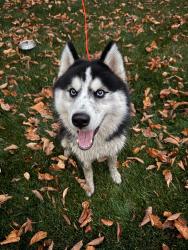 Found/Stray Unknown Dog last seen Brocker & Baldwin Rd., Lapeer County, MI 48455