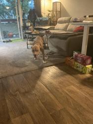 Found/Stray Female Dog last seen 105th SE & Burnside, Portland, OR 97216