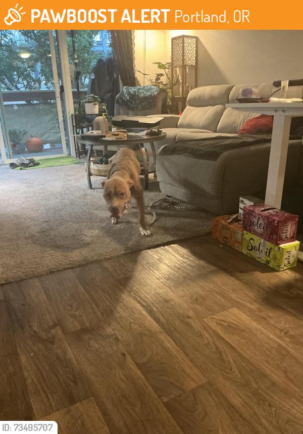 Found/Stray Female Dog last seen 105th SE & Burnside, Portland, OR 97216