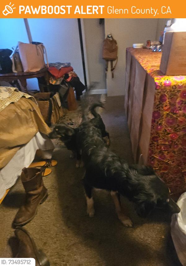 Found/Stray Female Dog last seen Continues road 6, Glenn County, CA 95963