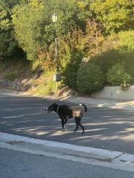 Found/Stray Unknown Dog last seen La Salle Ave & Tyson circle, Piedmont, CA 94611