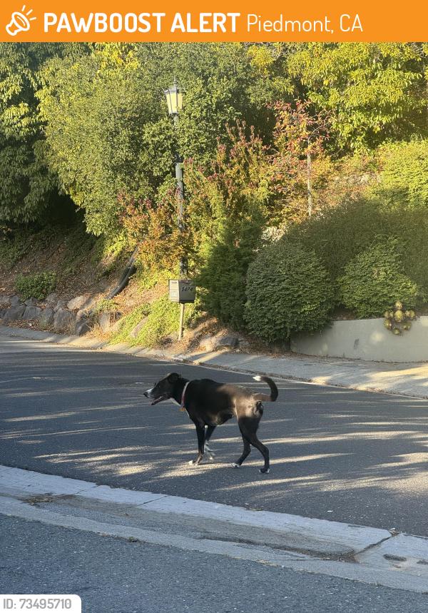 Found/Stray Unknown Dog last seen La Salle Ave & Tyson circle, Piedmont, CA 94611