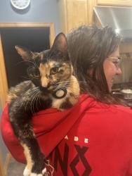 Lost Female Cat last seen London Park, Blaine, MN 55449