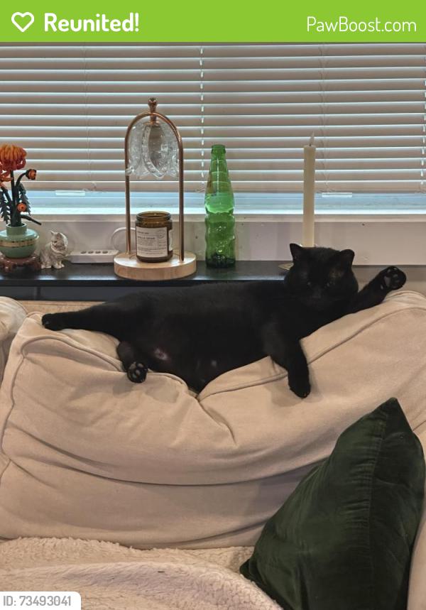 Reunited Male Cat last seen Phillips Dr and Isa, Atlanta, GA 30315