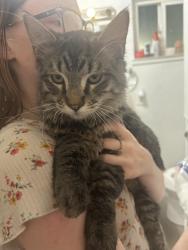 Reunited Male Cat last seen 47th and Martin Luther King, Lemon Hill, CA 95824