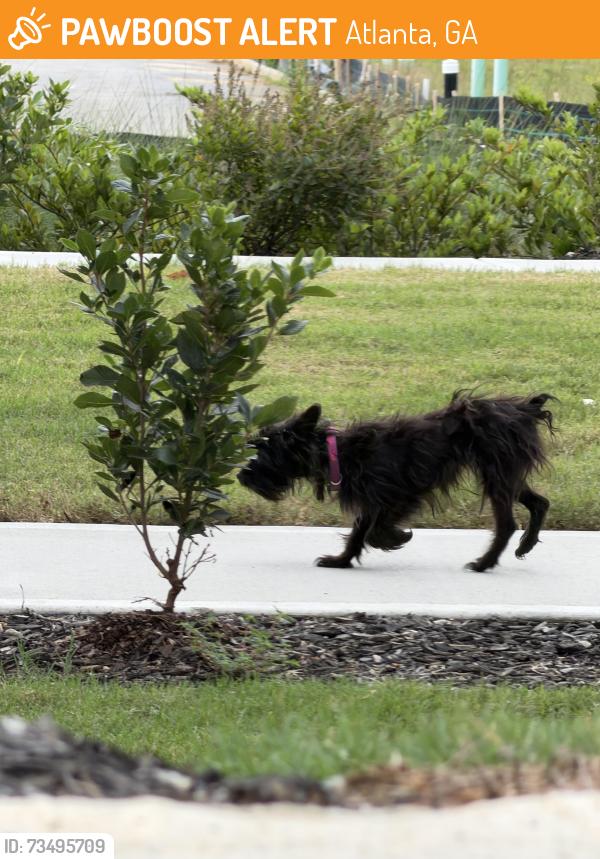 Found/Stray Unknown Dog last seen gault st se & federal terrace se, Atlanta, GA 30315