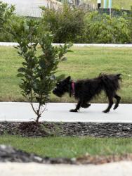 Found/Stray Unknown Dog last seen gault st se & federal terrace se, Atlanta, GA 30315