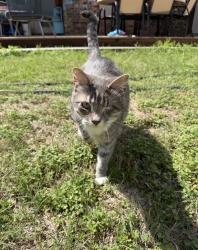 Reunited Female Cat last seen Laguna Vista and Casa Loma Ct., Grapevine, TX 76051
