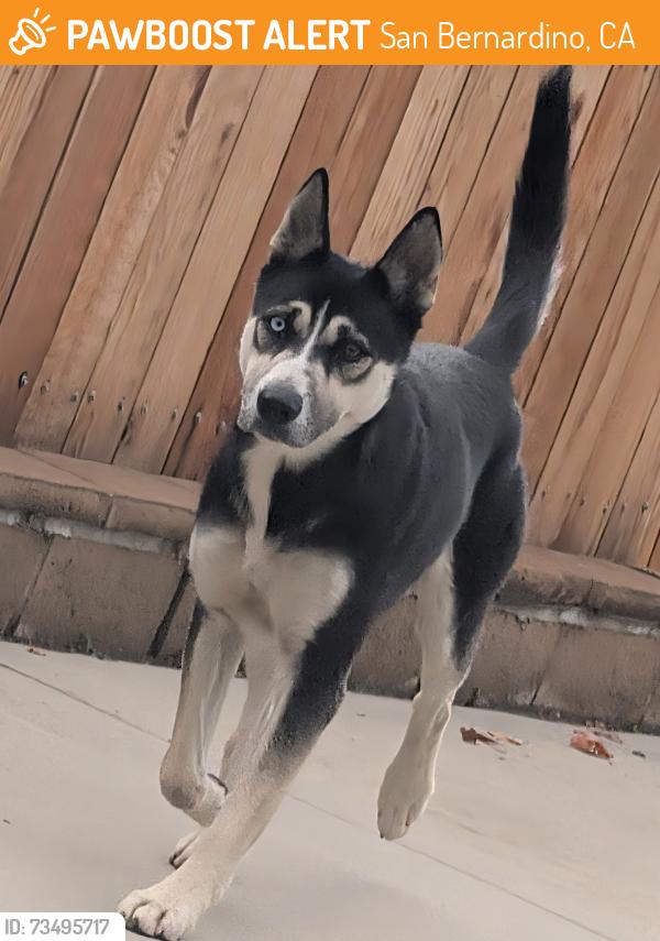 Found/Stray Female Dog last seen College avenue San Bernardino, San Bernardino, CA 92407