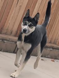 Found/Stray Female Dog last seen College avenue San Bernardino, San Bernardino, CA 92407