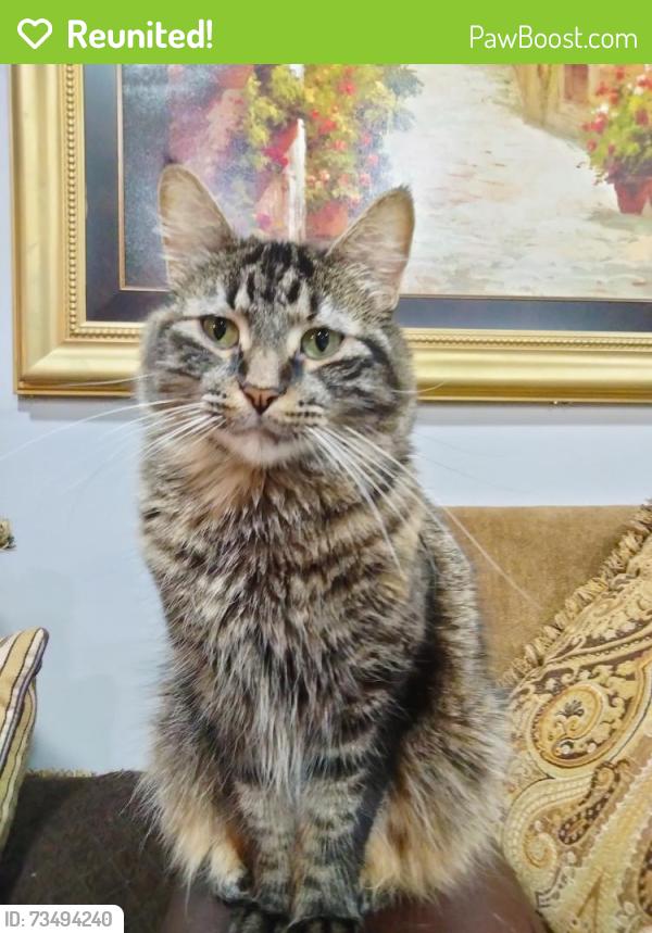 Reunited Female Cat last seen S Walnut Ln and Capri Ln Schaumburg IL, Schaumburg, IL 60193