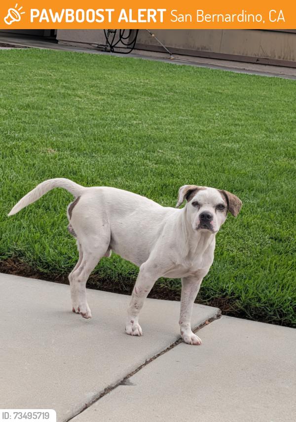 Found/Stray Male Dog last seen College avenue San Bernardino California, San Bernardino, CA 92407