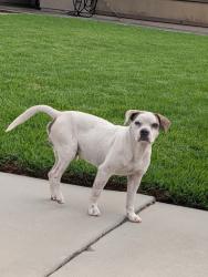 Found/Stray Male Dog last seen College avenue San Bernardino California, San Bernardino, CA 92407