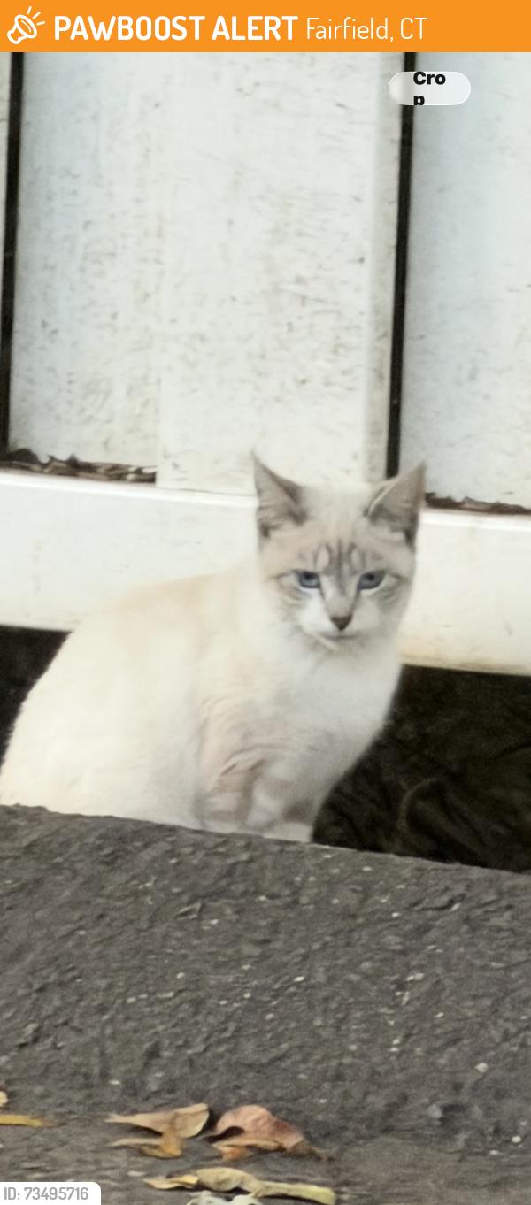 Found/Stray Unknown Cat last seen Blackrock tnpke Fairfield ct, Fairfield, CT 06825